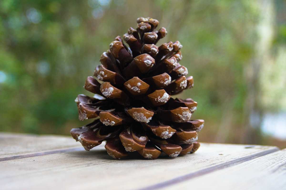 What is Pinecone AI? A Guide to the Craze Behind Vector Databases